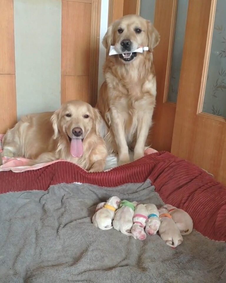 Golden Retriever parent dogs James and Max